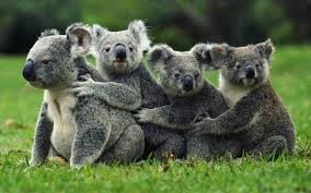 Koala Group